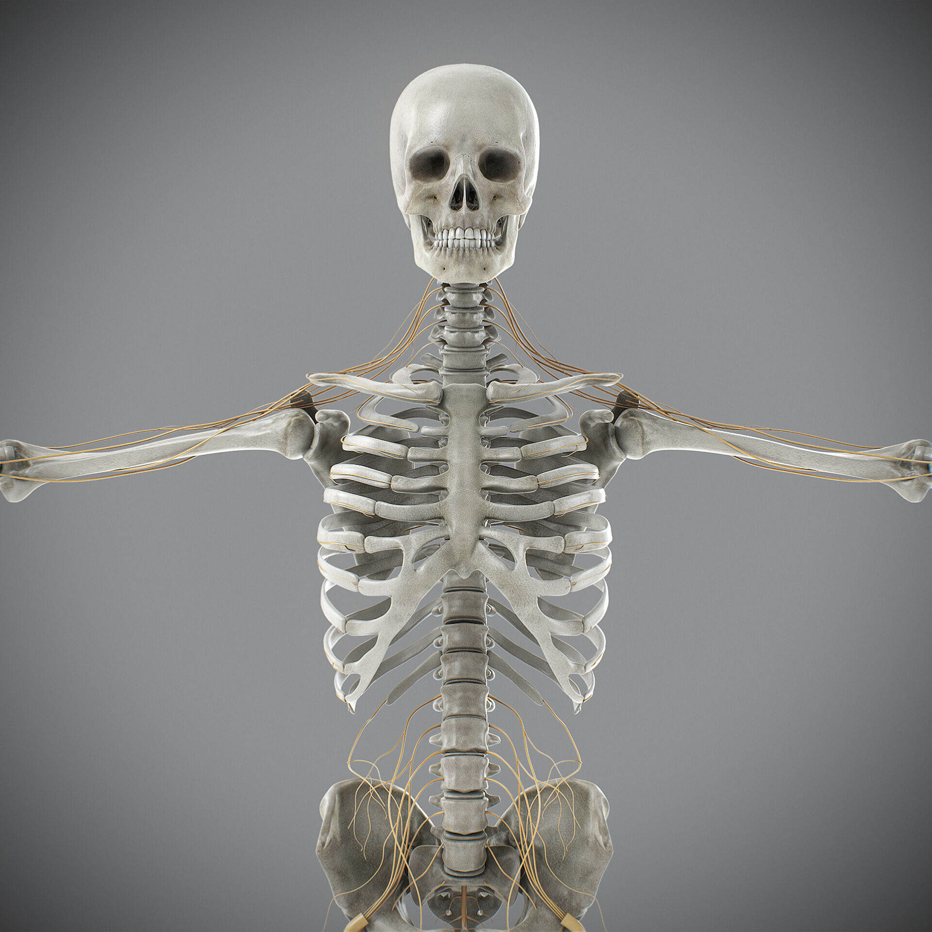 Human Male Skeletal and Nervous Anatomy 3D model_22