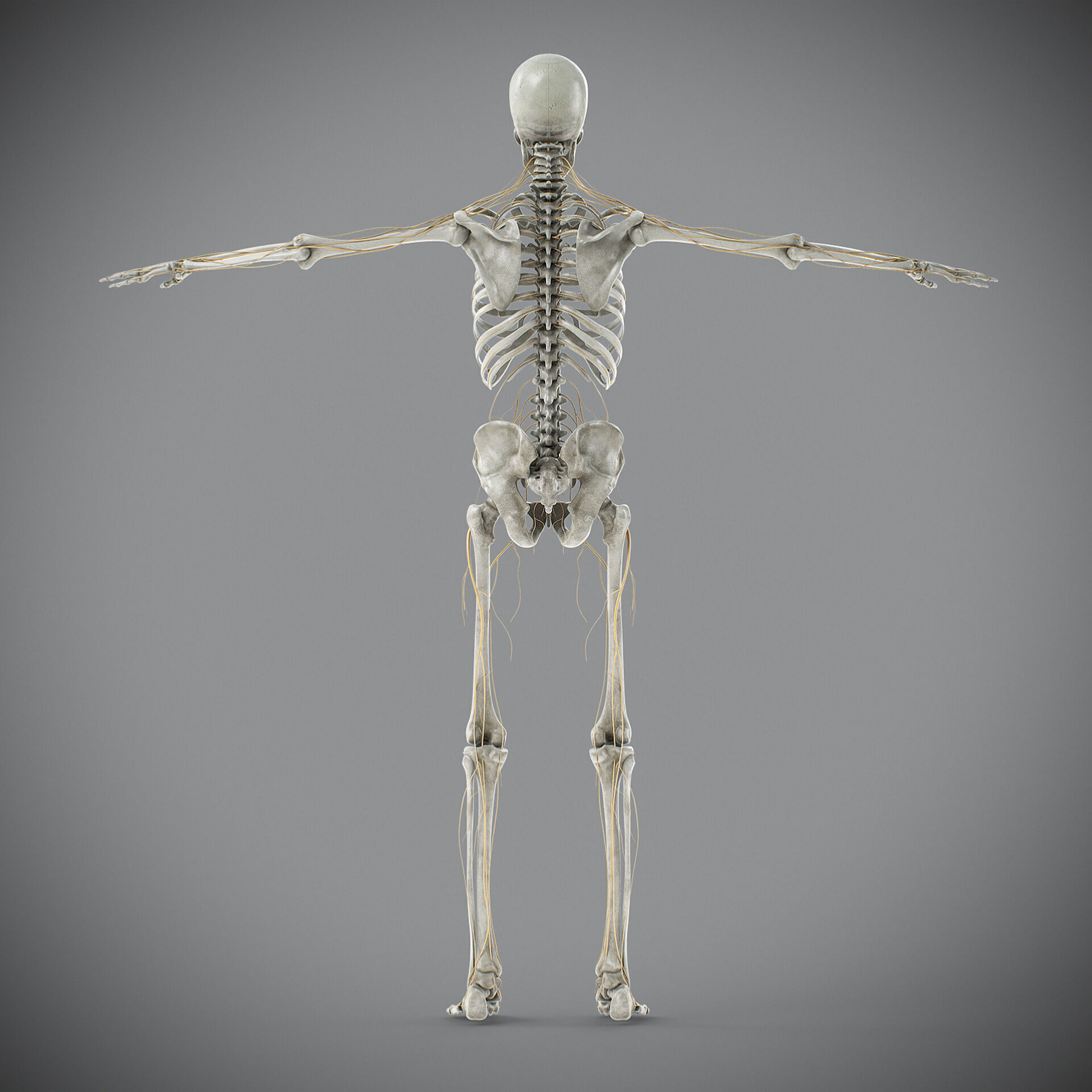 Human Male Skeletal and Nervous Anatomy 3D model_24