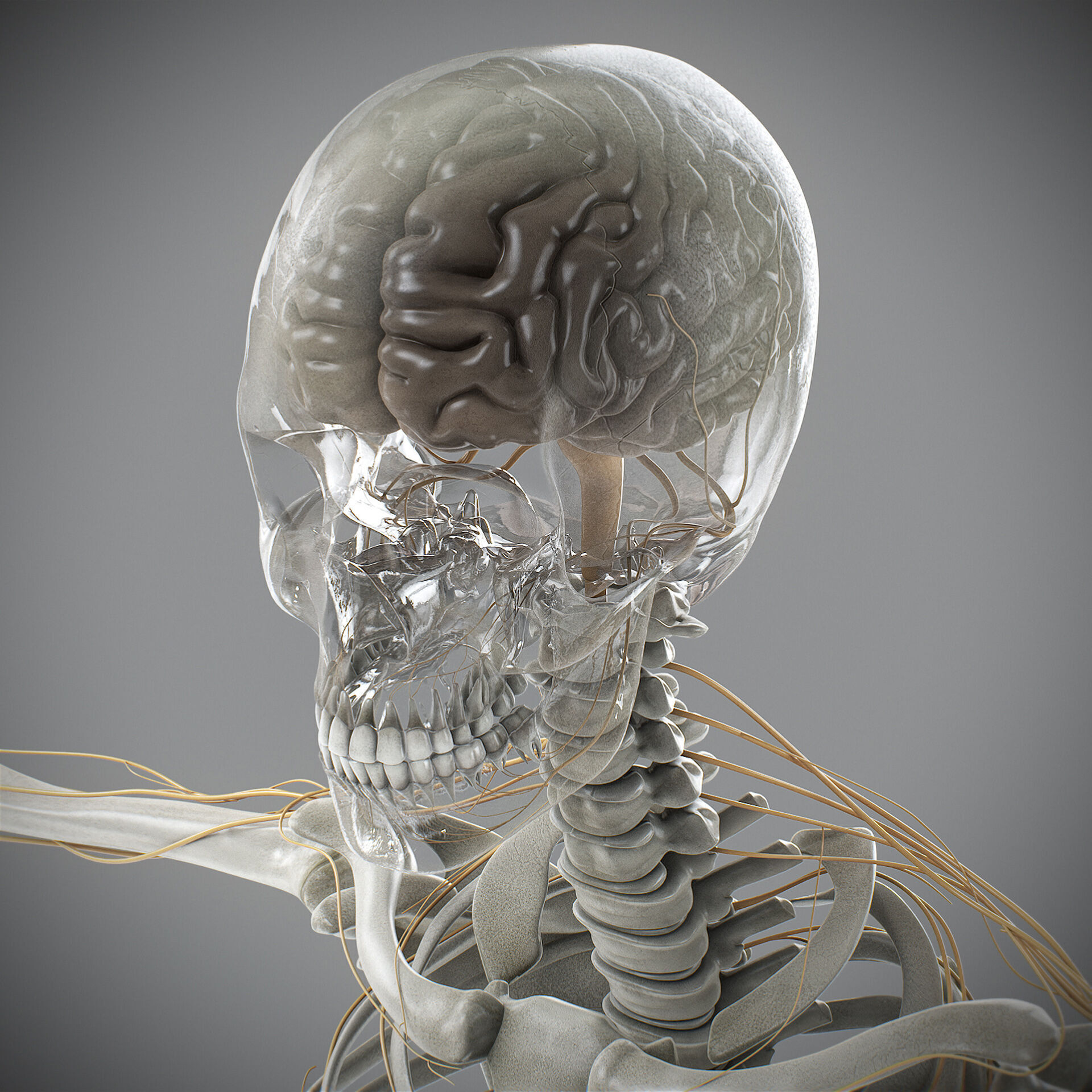 Human Male Skeletal and Nervous Anatomy 3D model_4