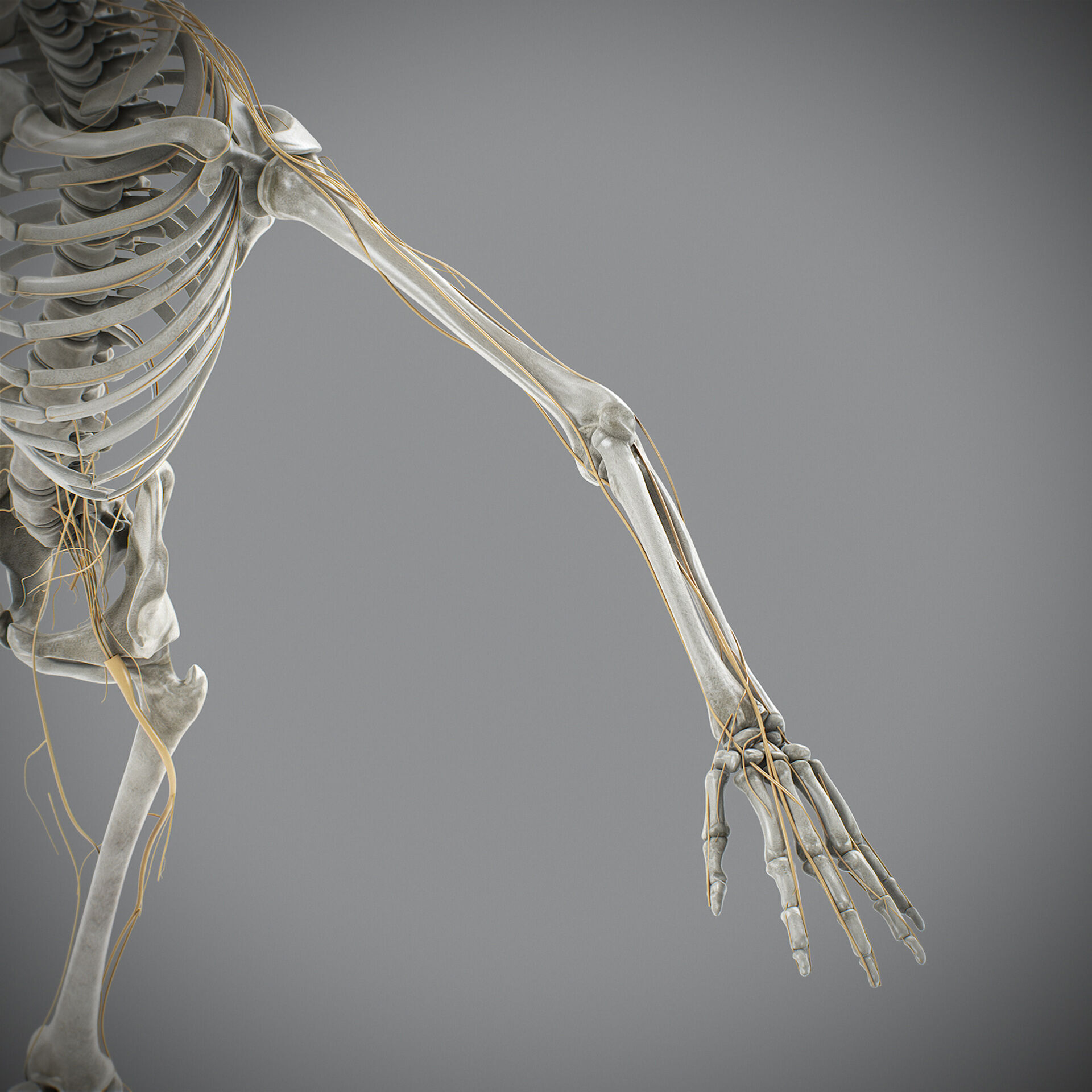 Human Male Skeletal and Nervous Anatomy 3D model_19