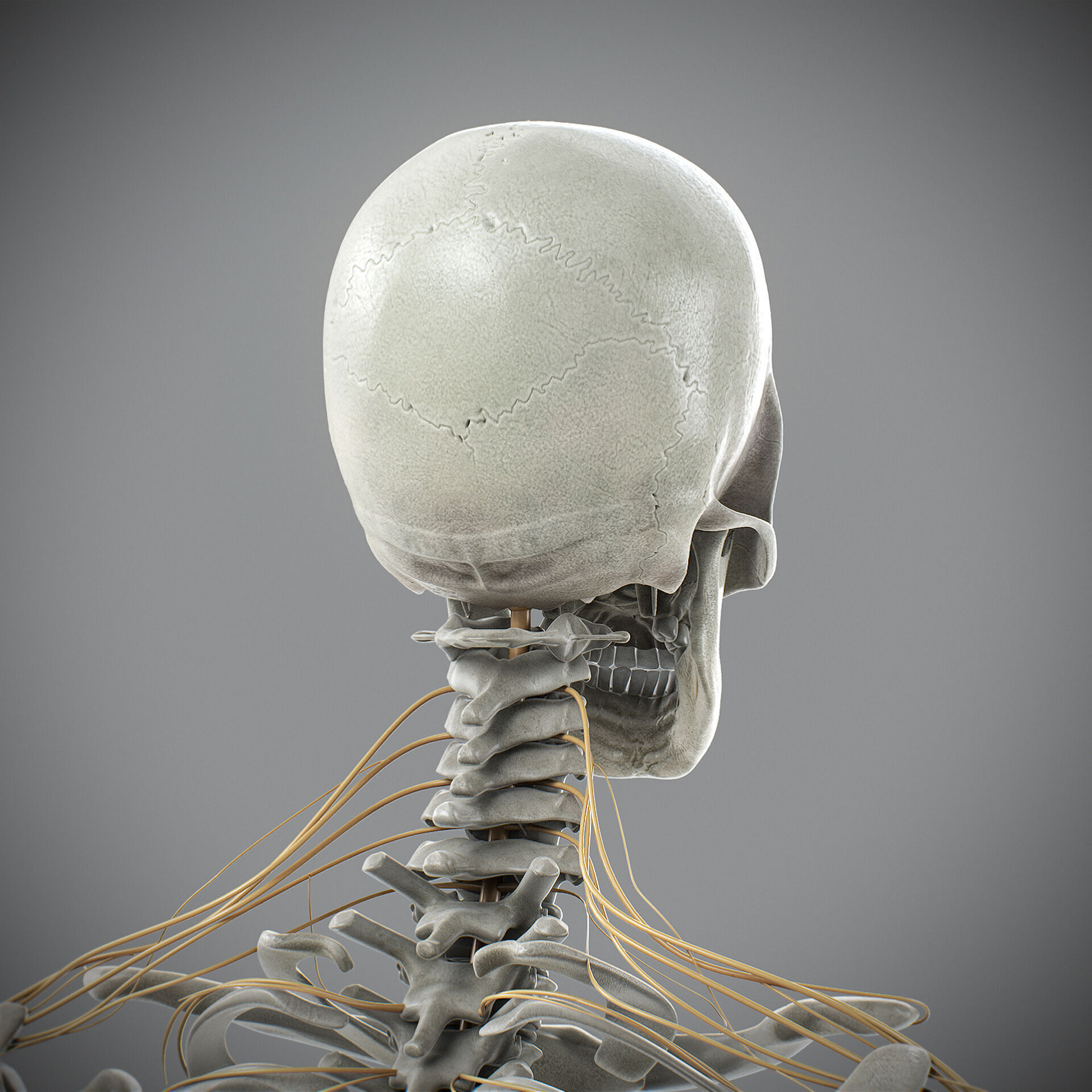 Human Male Skeletal and Nervous Anatomy 3D model_21