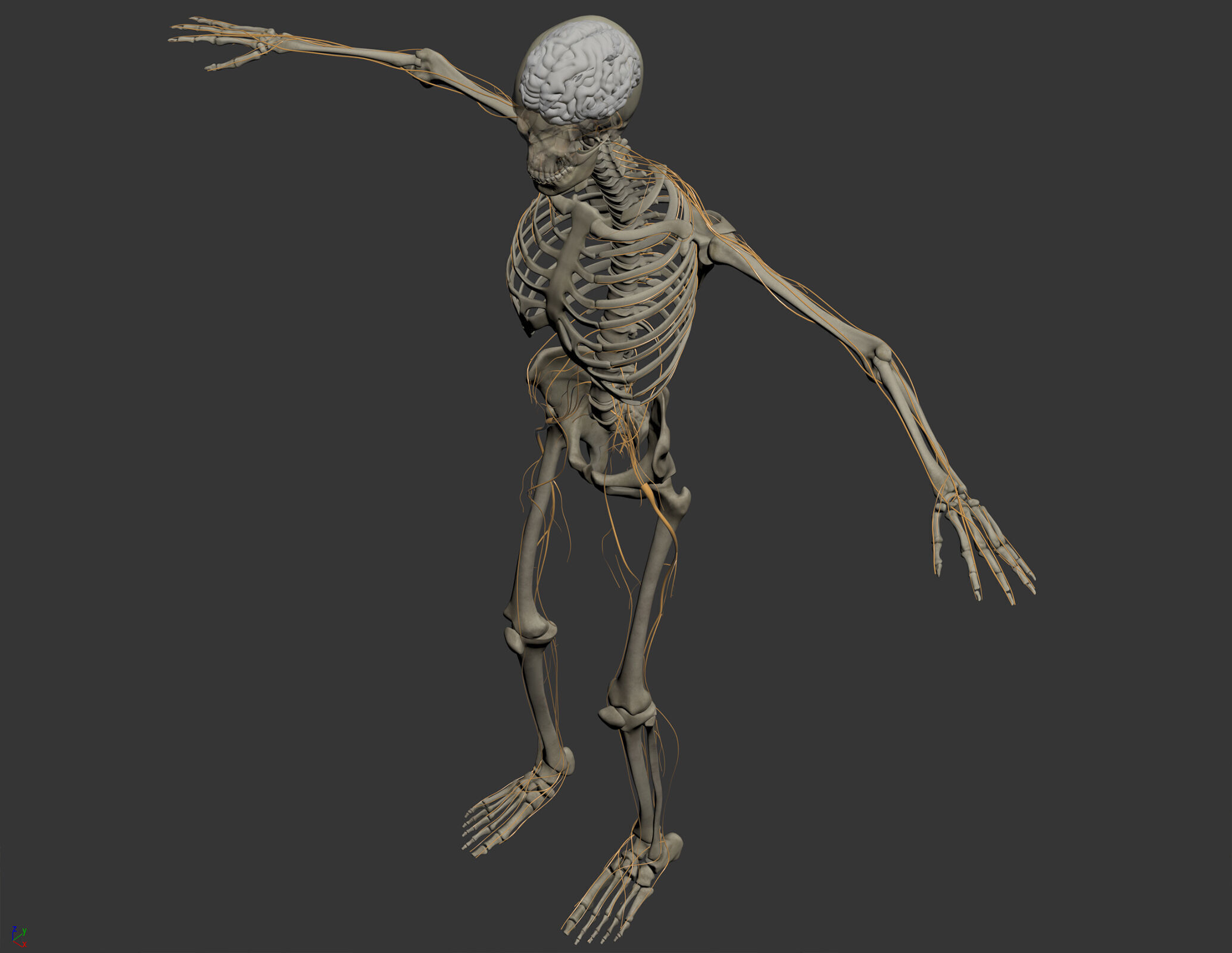 Human Male Skeletal and Nervous Anatomy 3D model_10