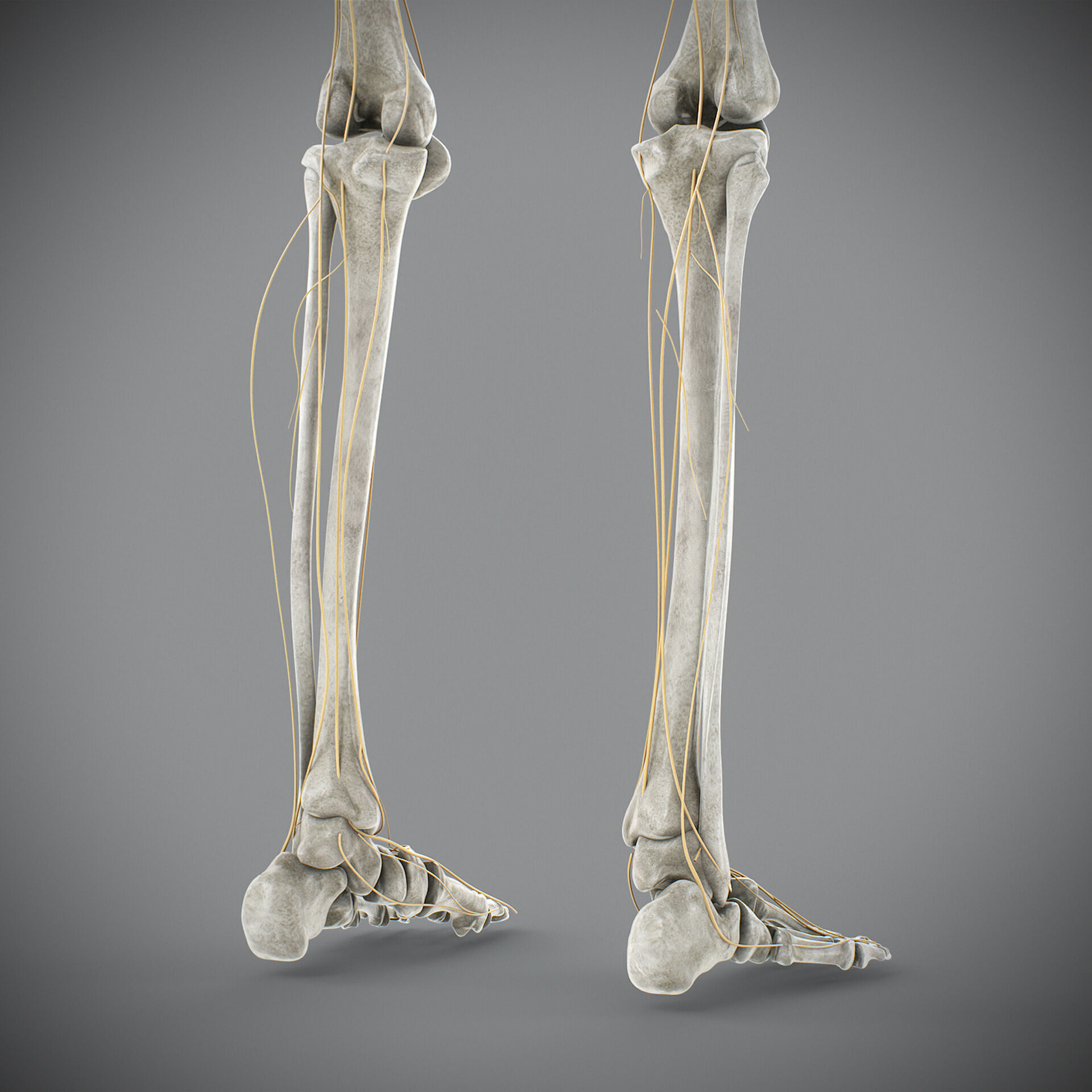 Human Male Skeletal and Nervous Anatomy 3D model_28