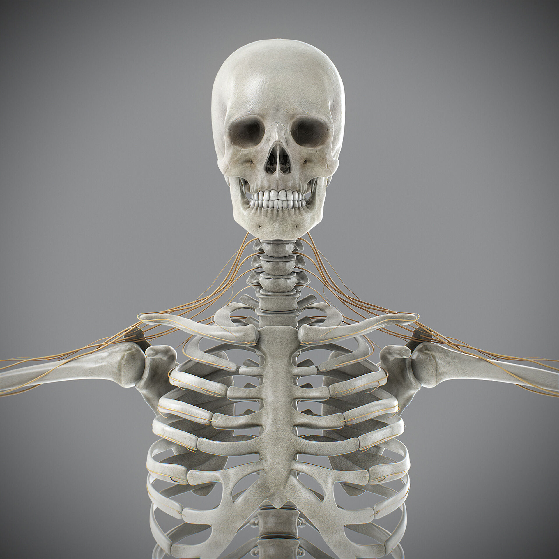 Human Male Skeletal and Nervous Anatomy 3D model_2
