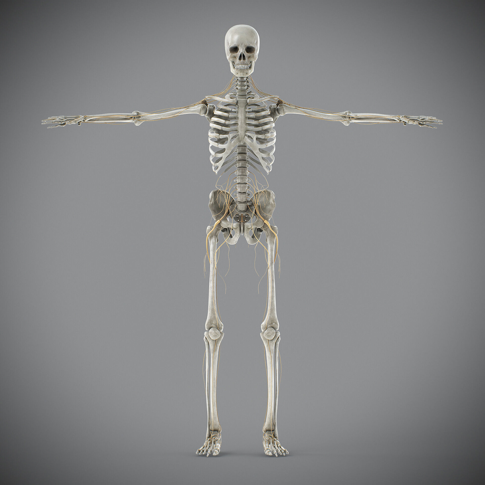 Human Male Skeletal and Nervous Anatomy 3D model_23
