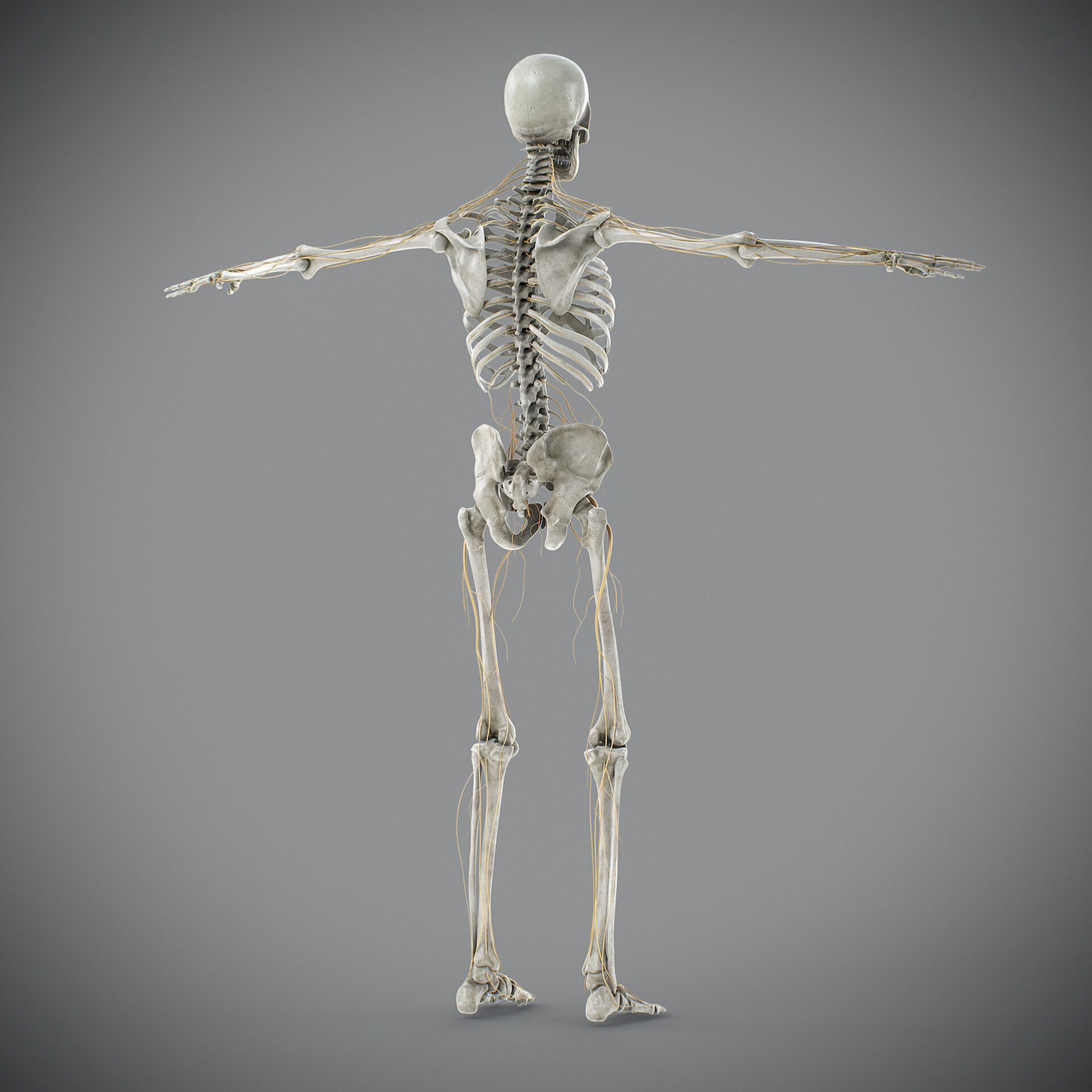 Human Male Skeletal and Nervous Anatomy 3D model_15