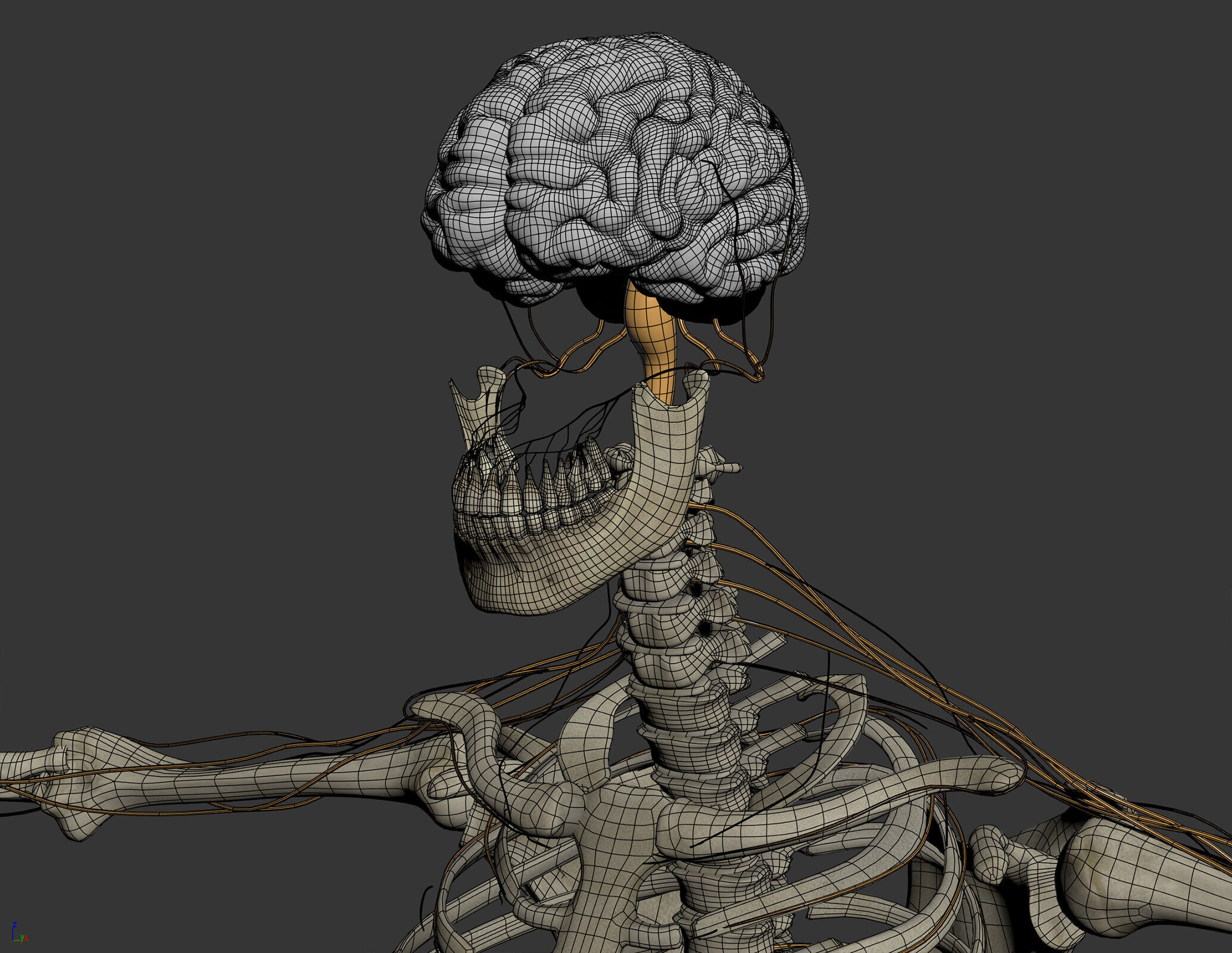 Human Male Skeletal and Nervous Anatomy 3D model_8
