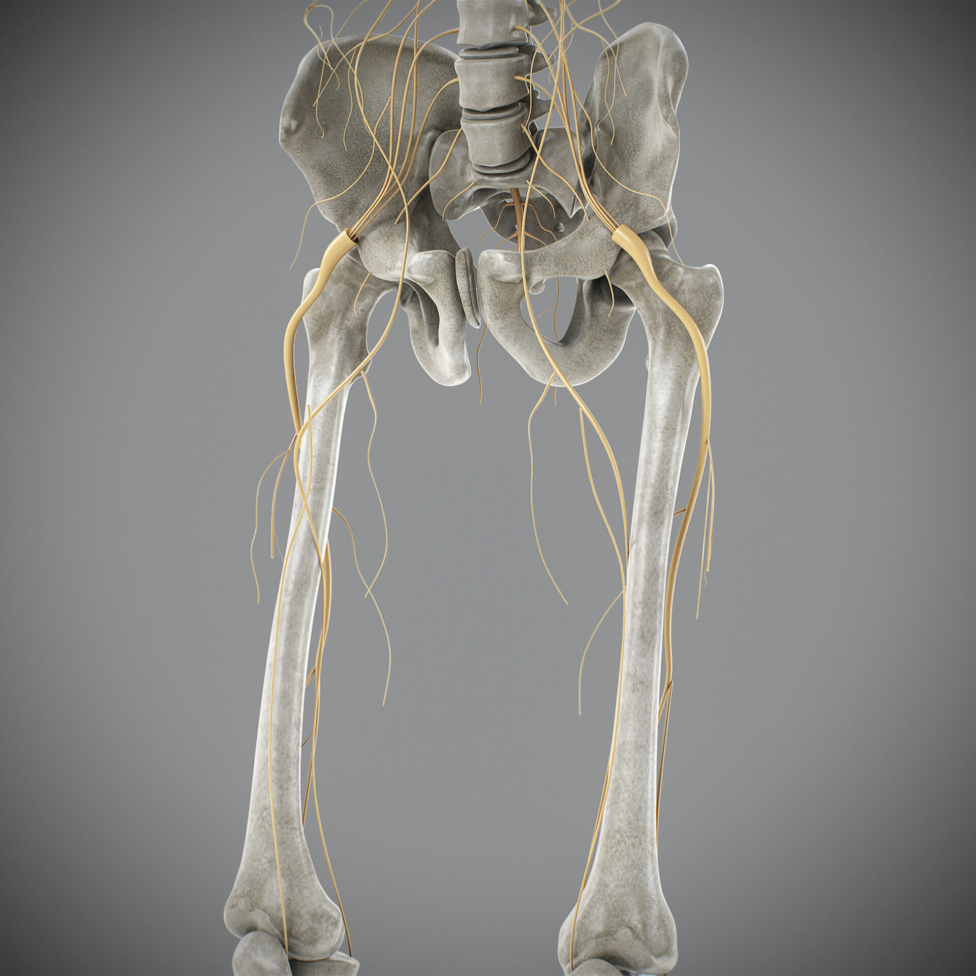 Human Male Skeletal and Nervous Anatomy 3D model_25
