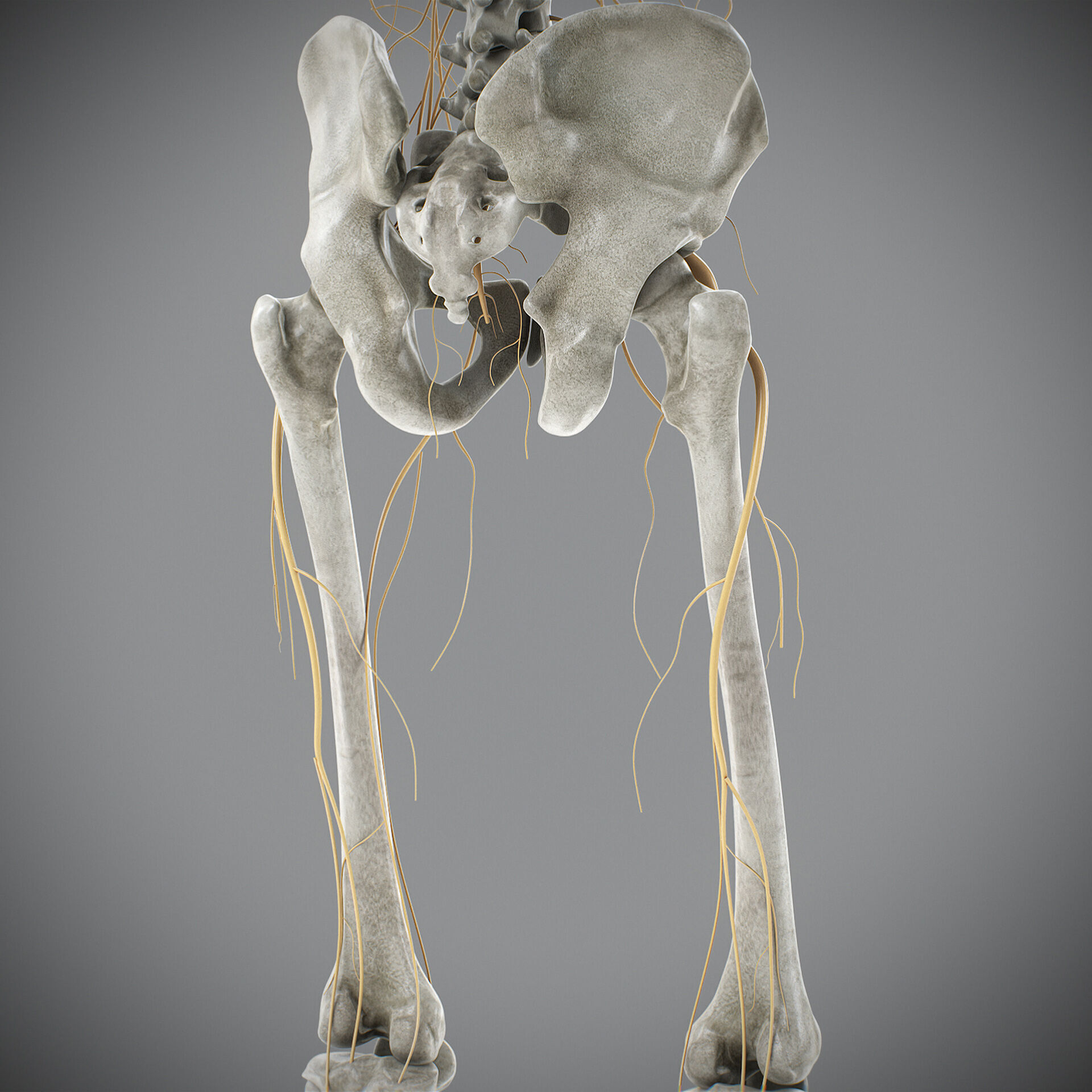 Human Male Skeletal and Nervous Anatomy 3D model_26