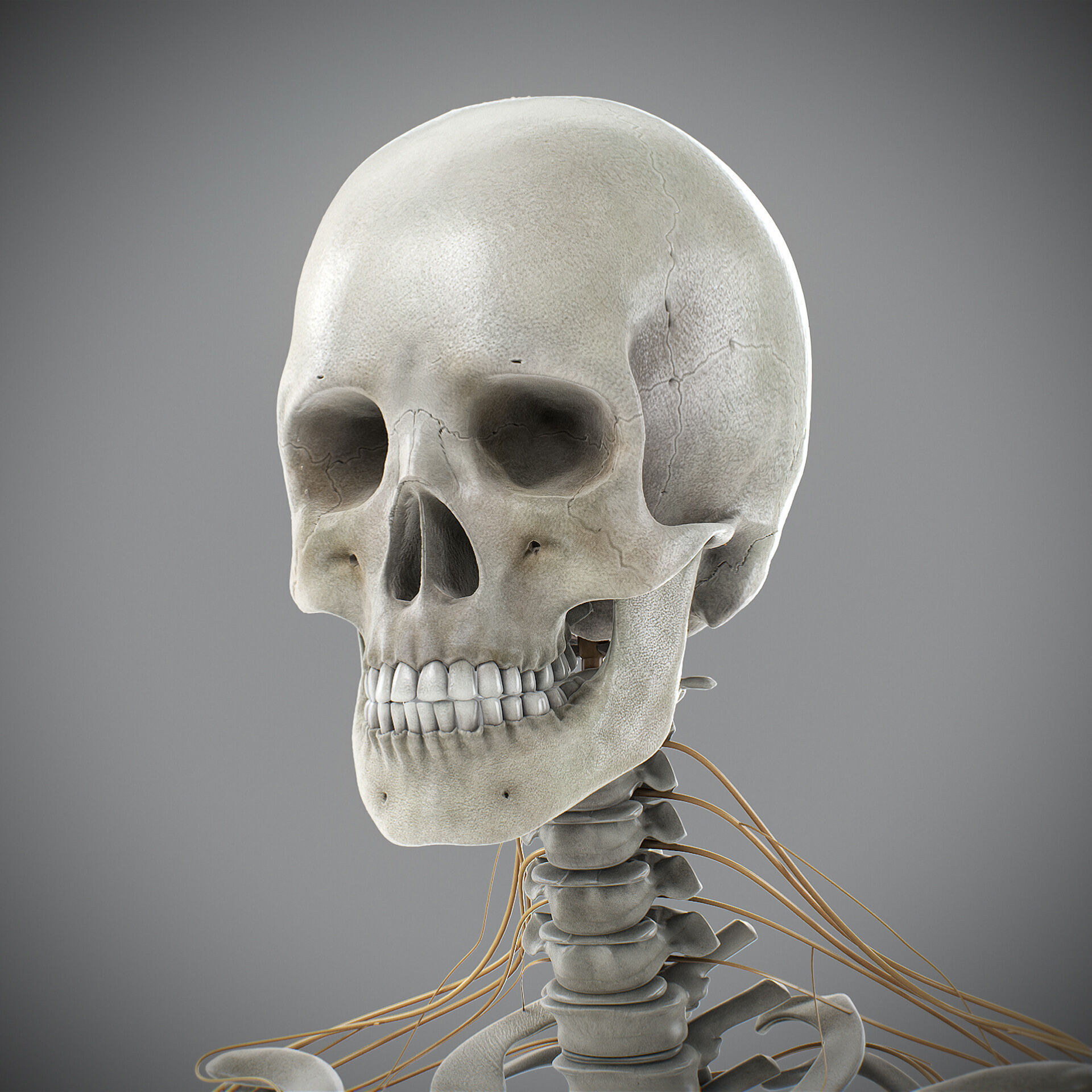Human Male Skeletal and Nervous Anatomy 3D model_3