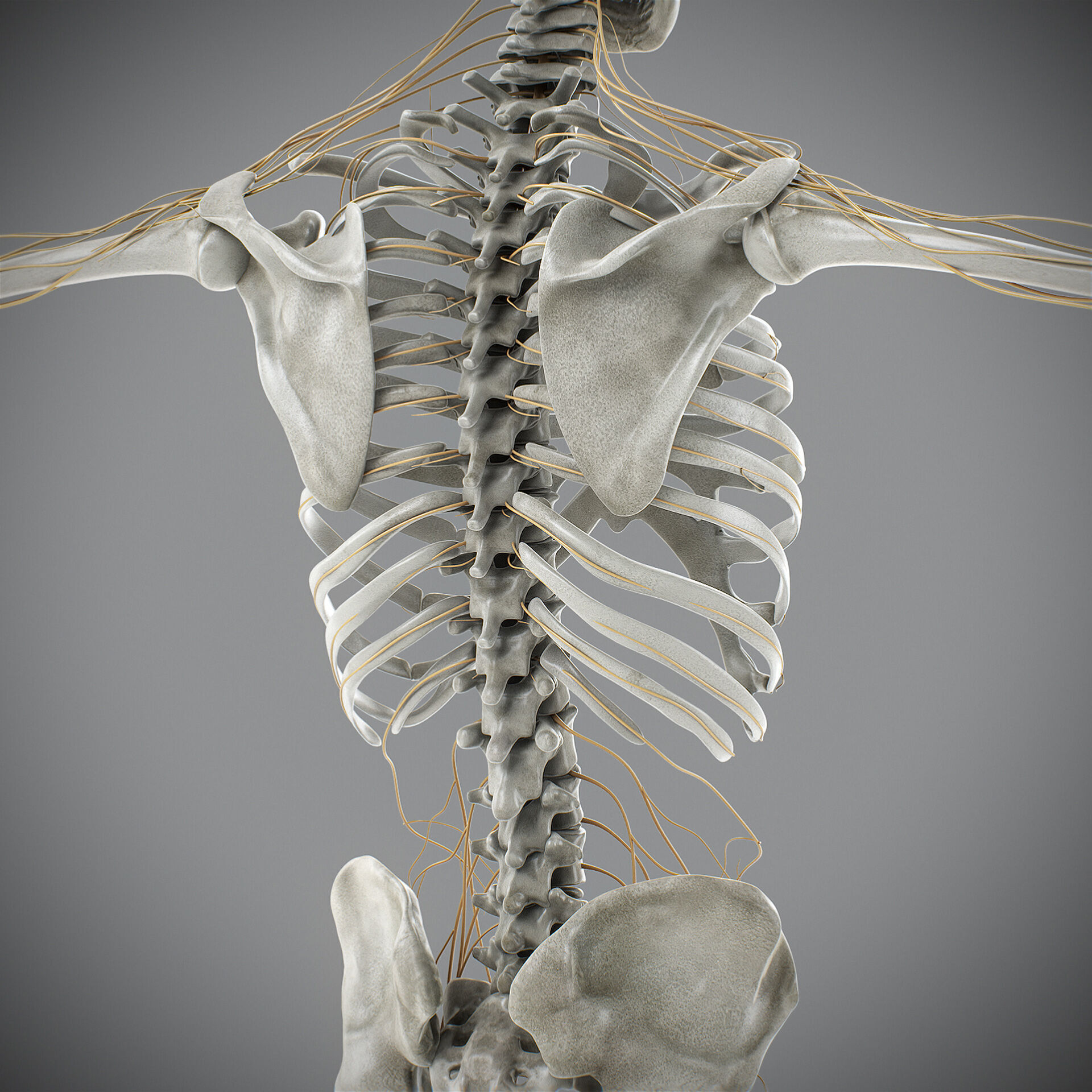 Human Male Skeletal and Nervous Anatomy 3D model_18