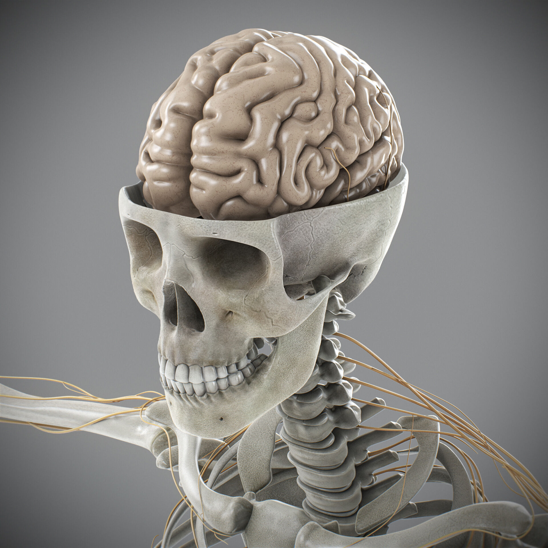 Human Male Skeletal and Nervous Anatomy 3D model_5