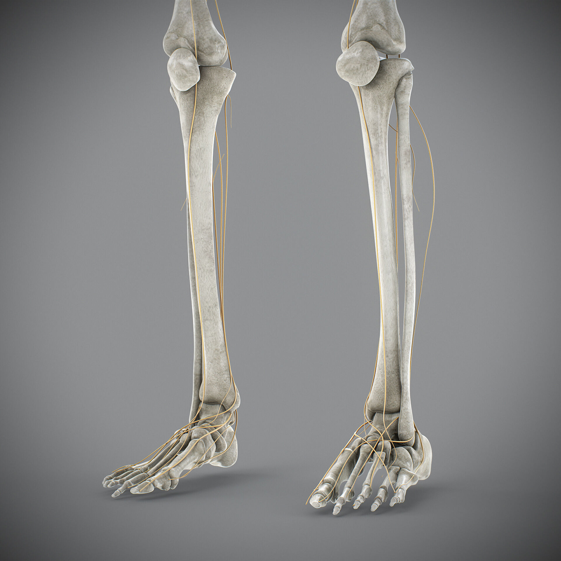 Human Male Skeletal and Nervous Anatomy 3D model_27
