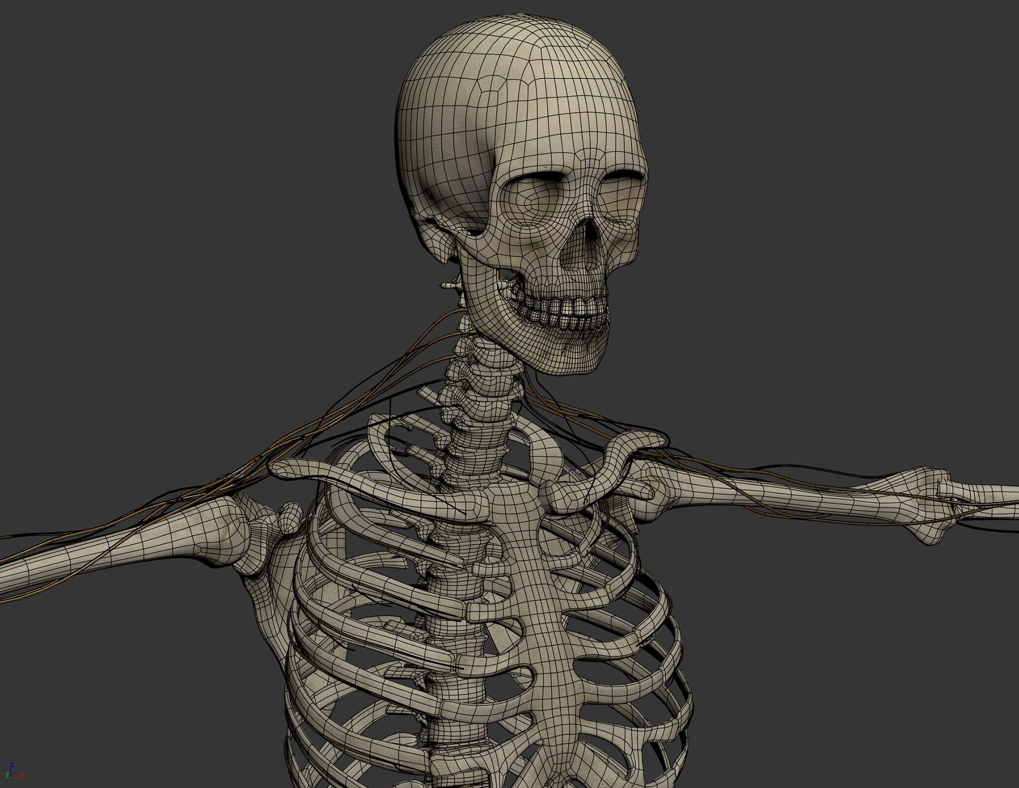 Human Male Skeletal and Nervous Anatomy 3D model_9