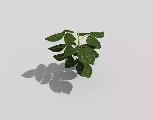 Low poly Plant