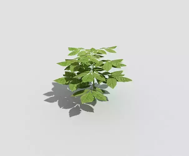 Low poly Plant potato