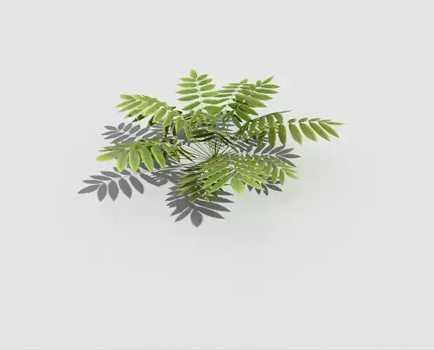 Low poly Plant fern