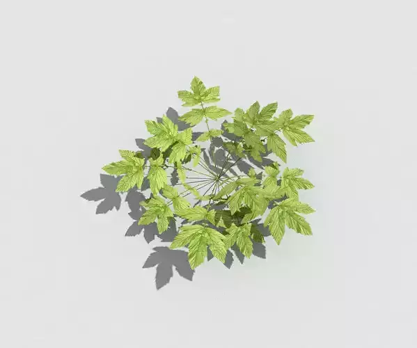 Low poly Plant leaf