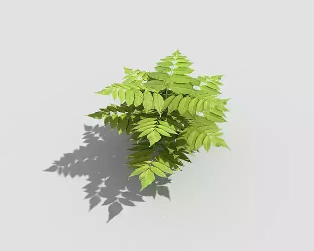 Low poly Plant fern Low-poly 3D model