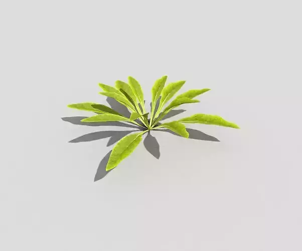 Low poly Plant