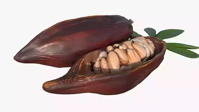 Cocoa Fruits Beans Set