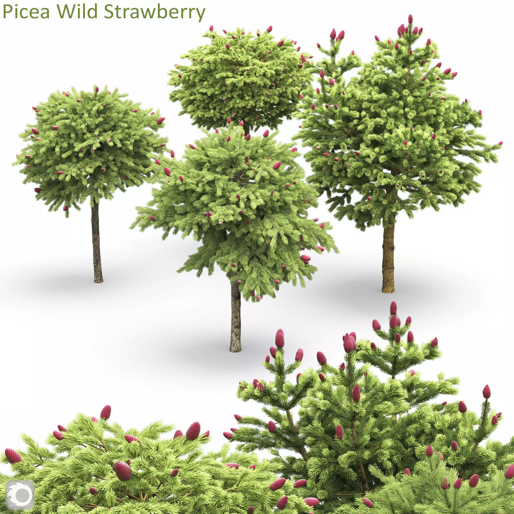 Picea Wild Strawberry 3D model