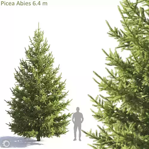 Picea Abies 6 m