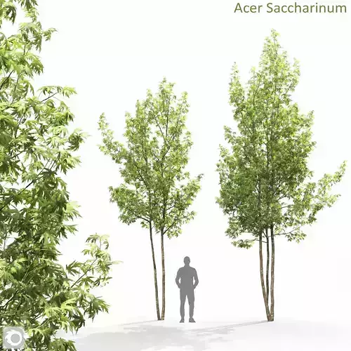 Acer Saccharinum 04