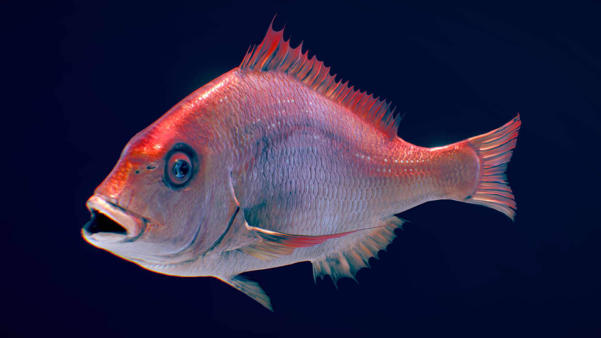  Red Seabream 3D model_3