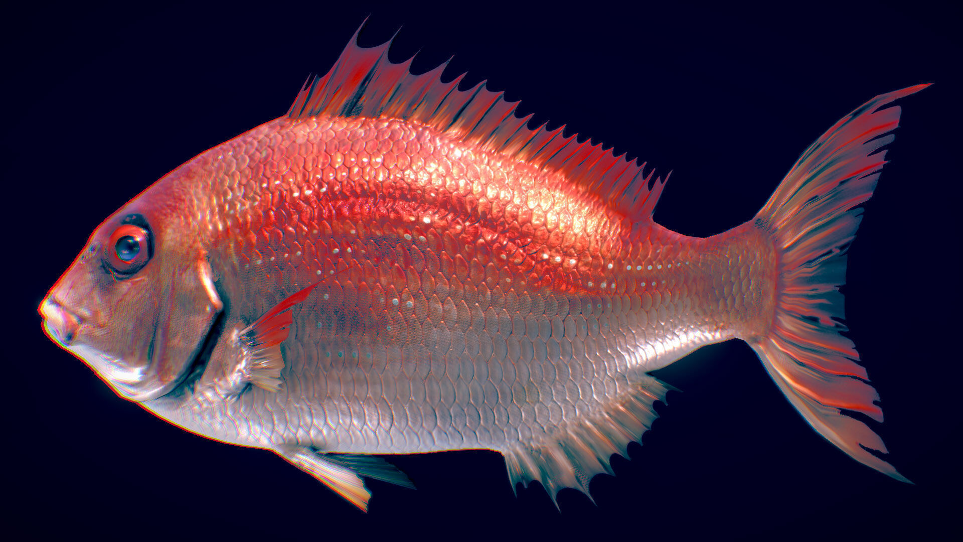  Red Seabream 3D model_2