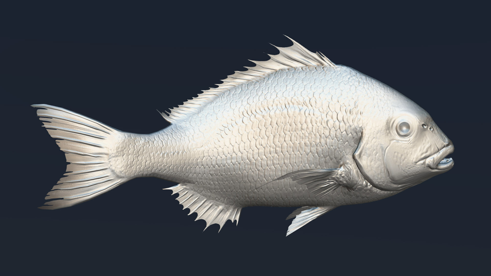  Red Seabream 3D model_4