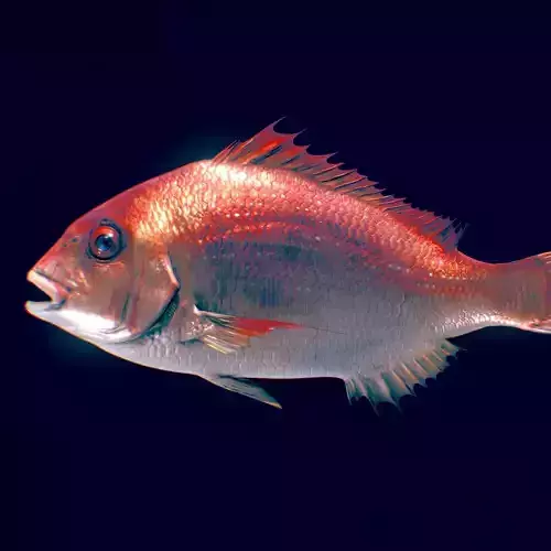  Red Seabream