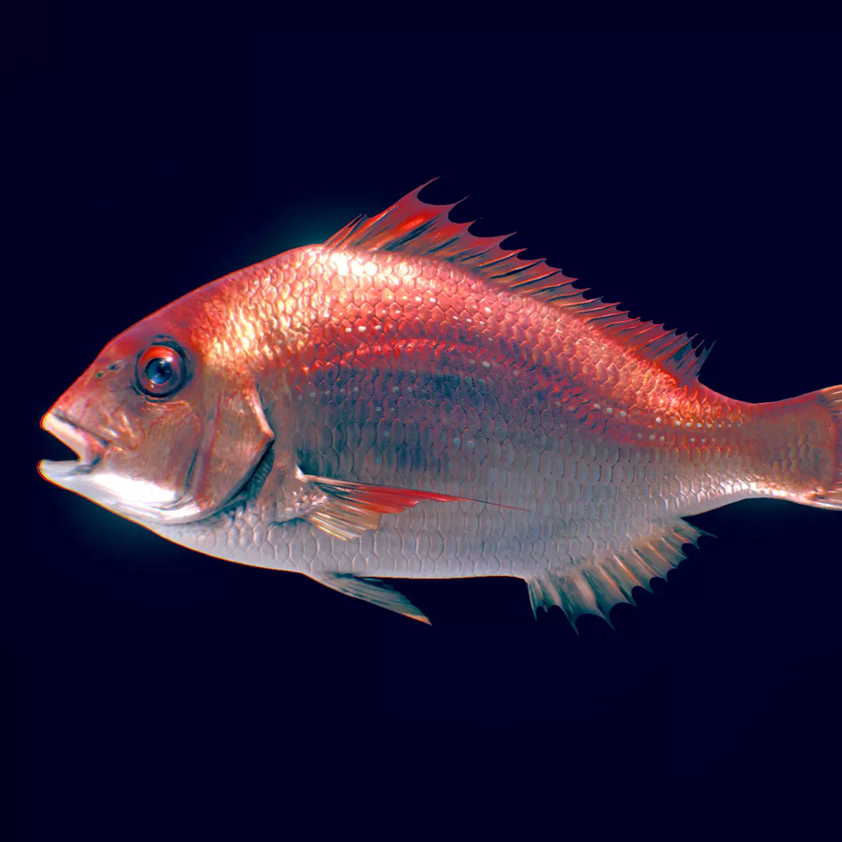  Red Seabream 3D model_0