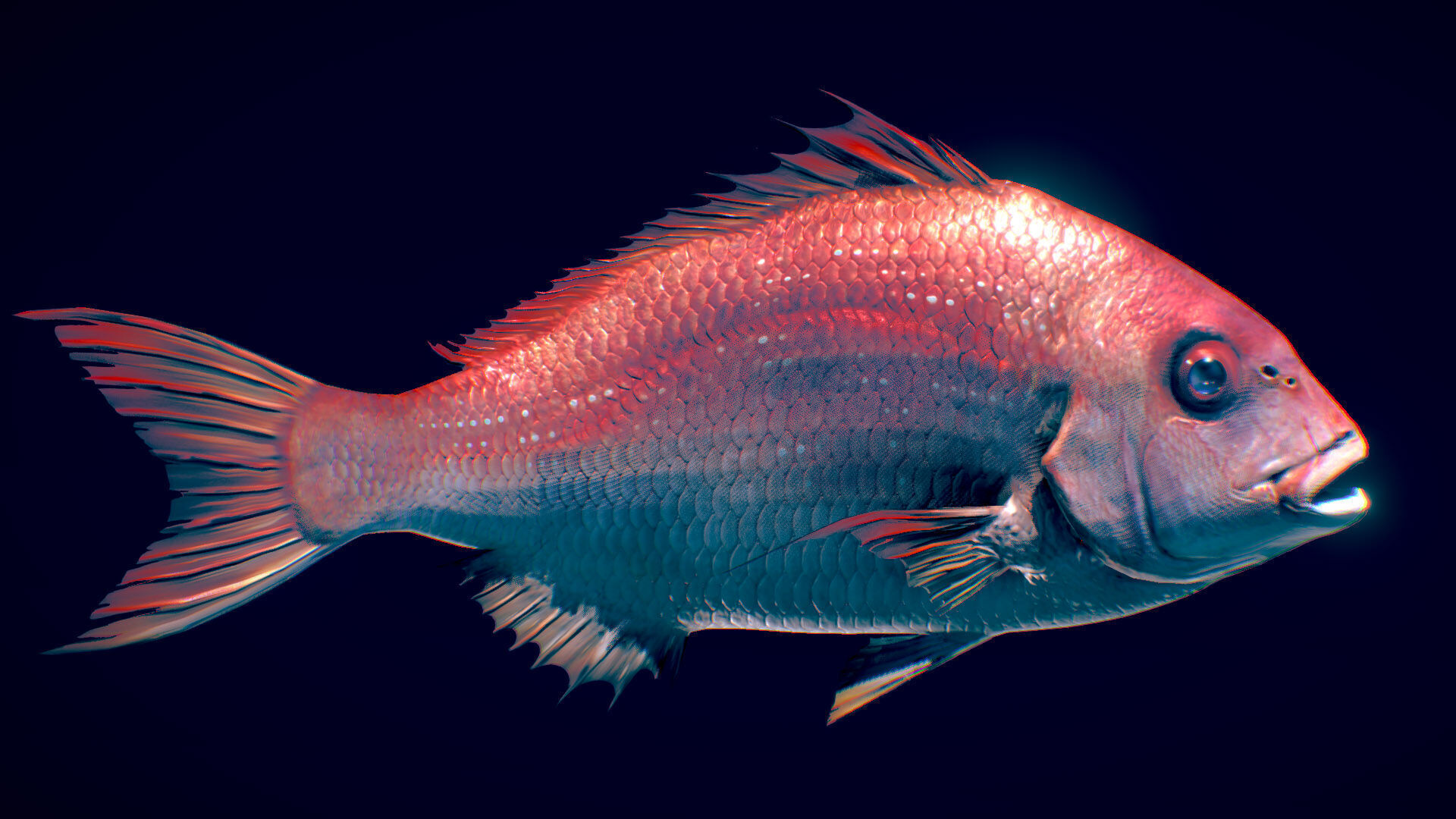  Red Seabream 3D model_1