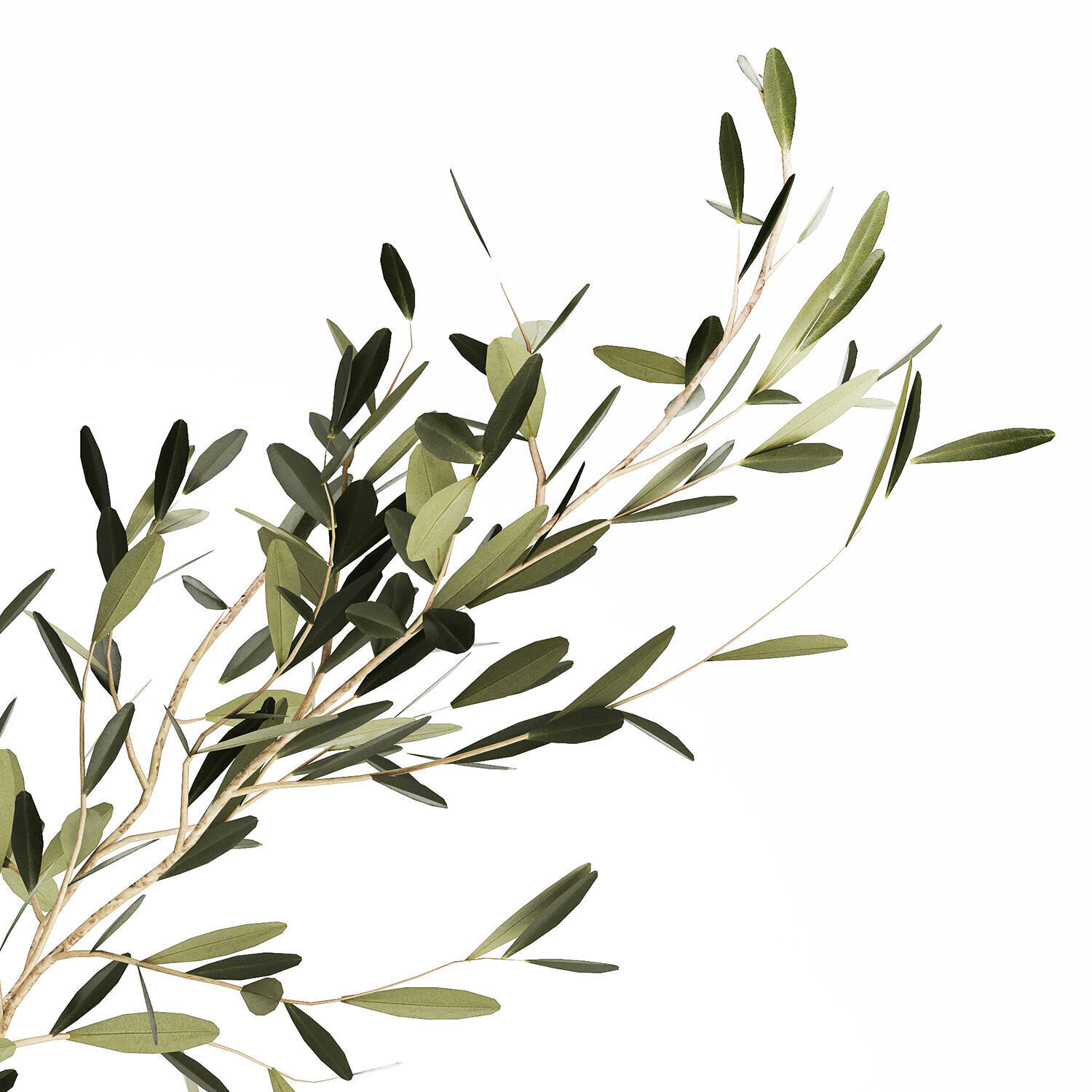 Small Minimalistic Bouquet Vase Olive Branches 518 3D model_11