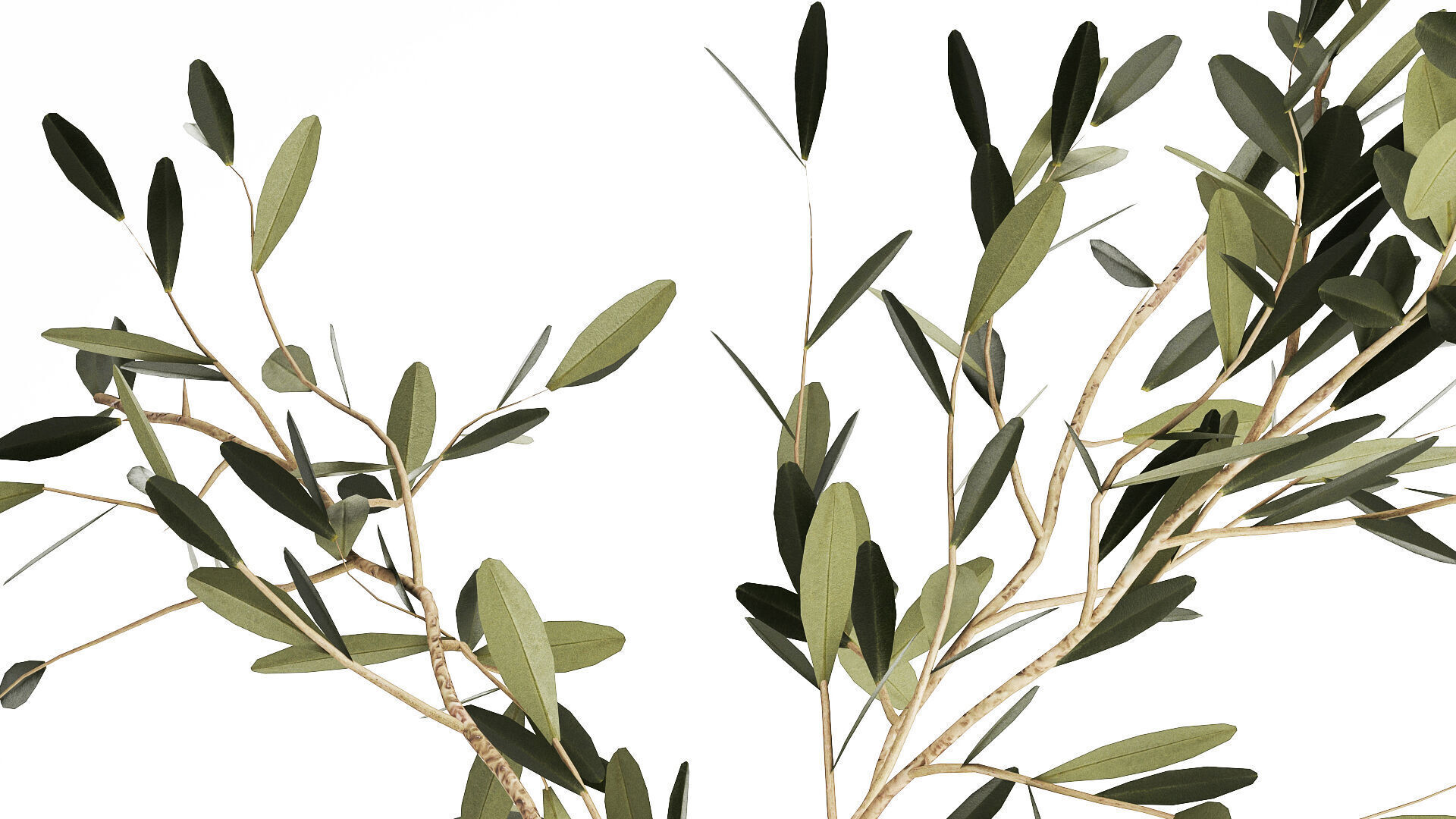 Small Minimalistic Bouquet Vase Olive Branches 518 3D model_4