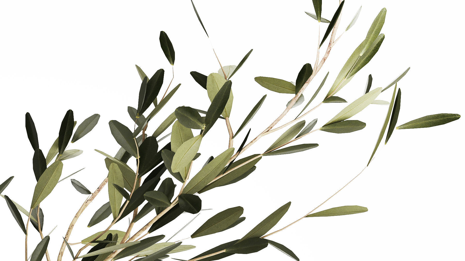 Small Minimalistic Bouquet Vase Olive Branches 518 3D model_5
