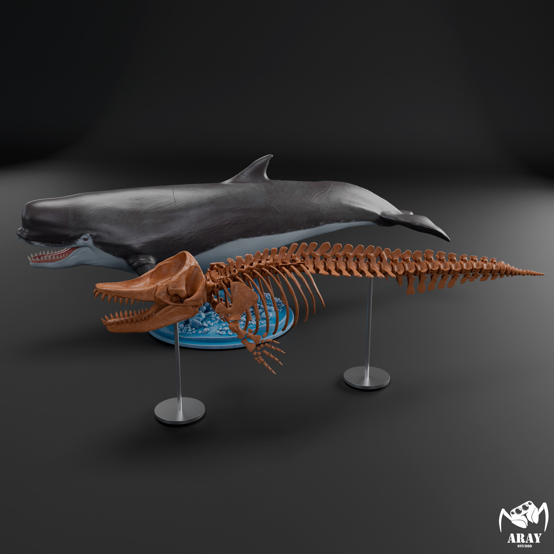 Livyatan melvillei skeleton 3D print model_20