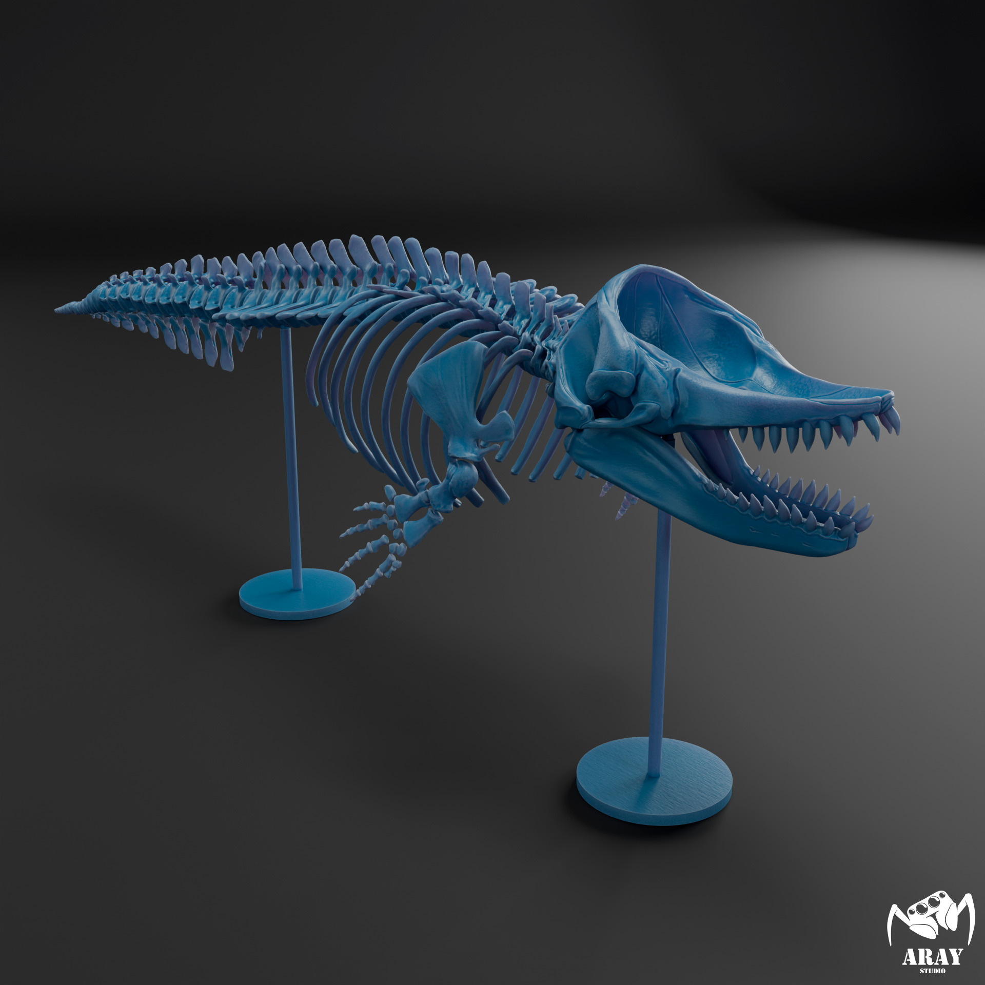 Livyatan melvillei skeleton 3D print model_7