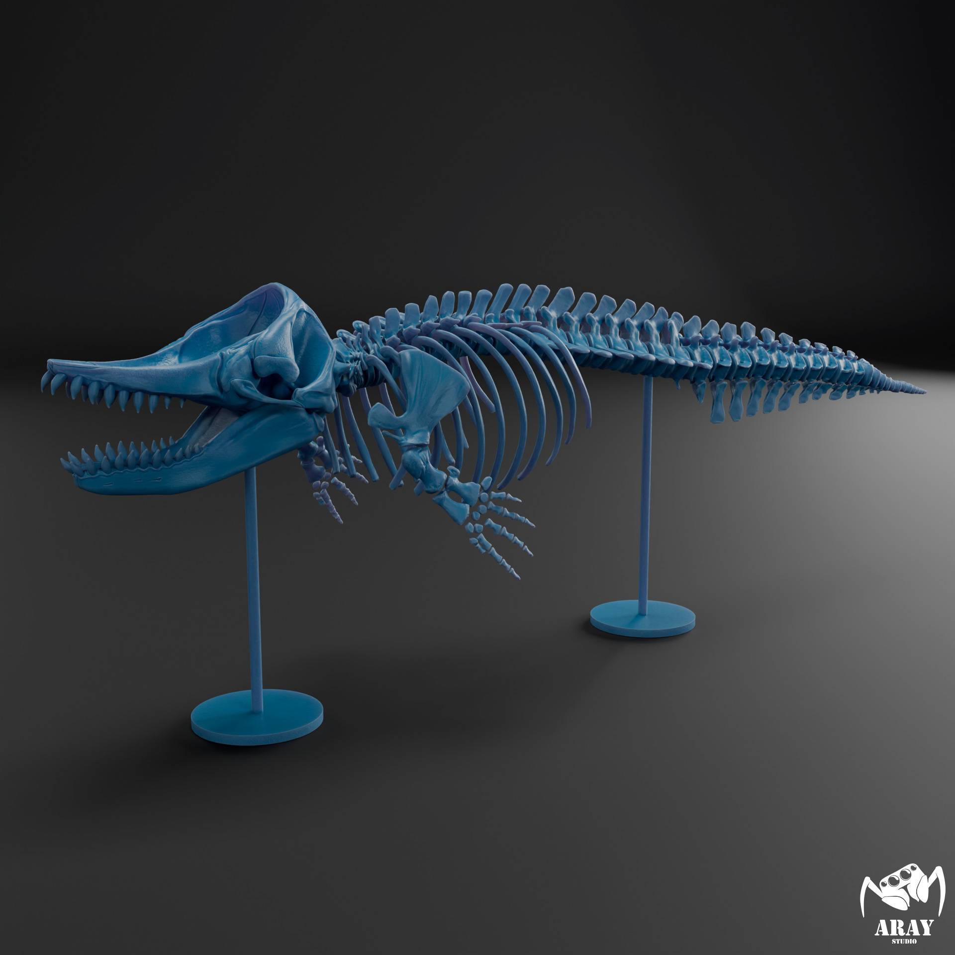 Livyatan melvillei skeleton 3D print model_10