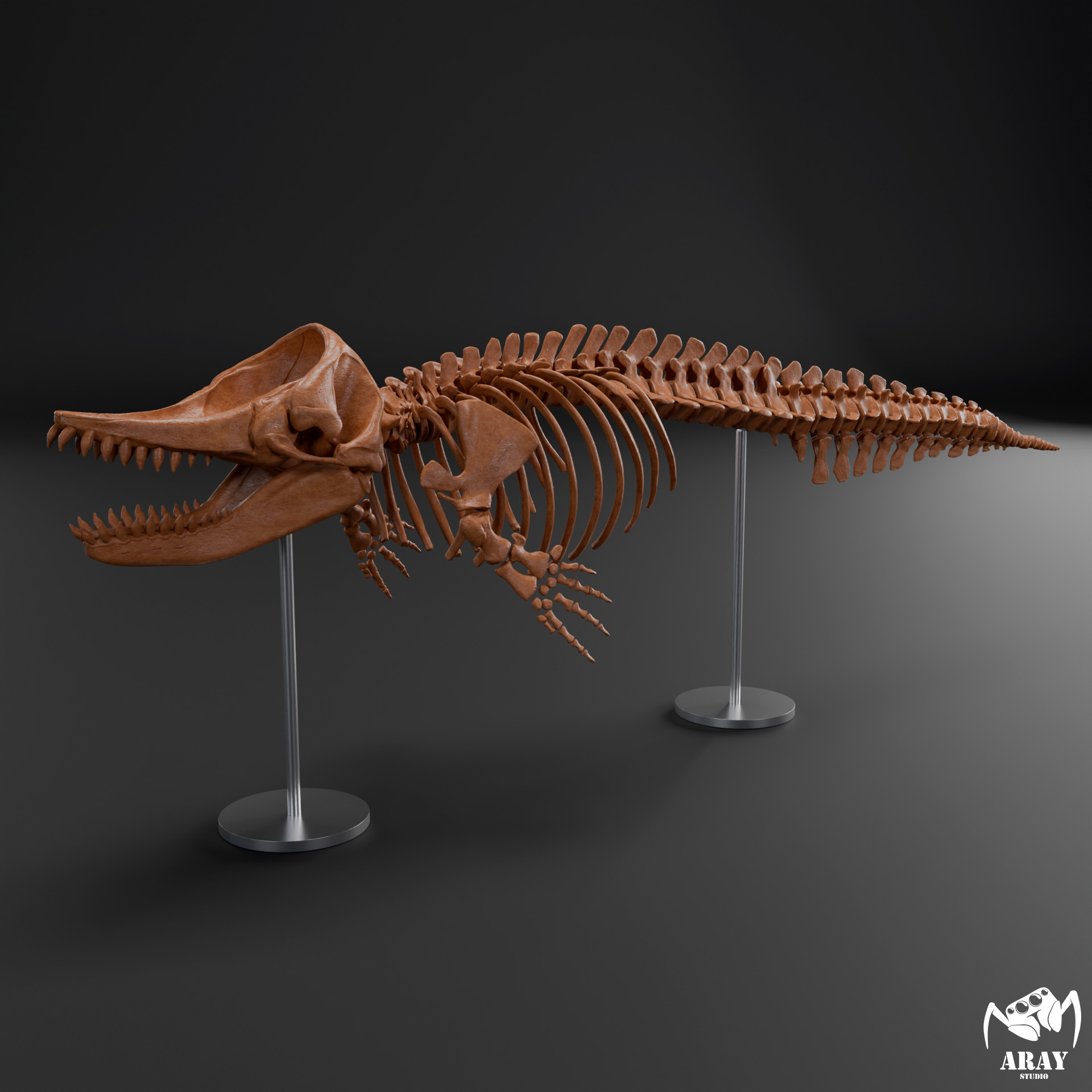 Livyatan melvillei skeleton 3D print model_3