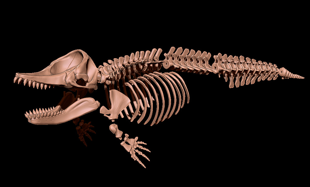 Livyatan melvillei skeleton 3D print model_14