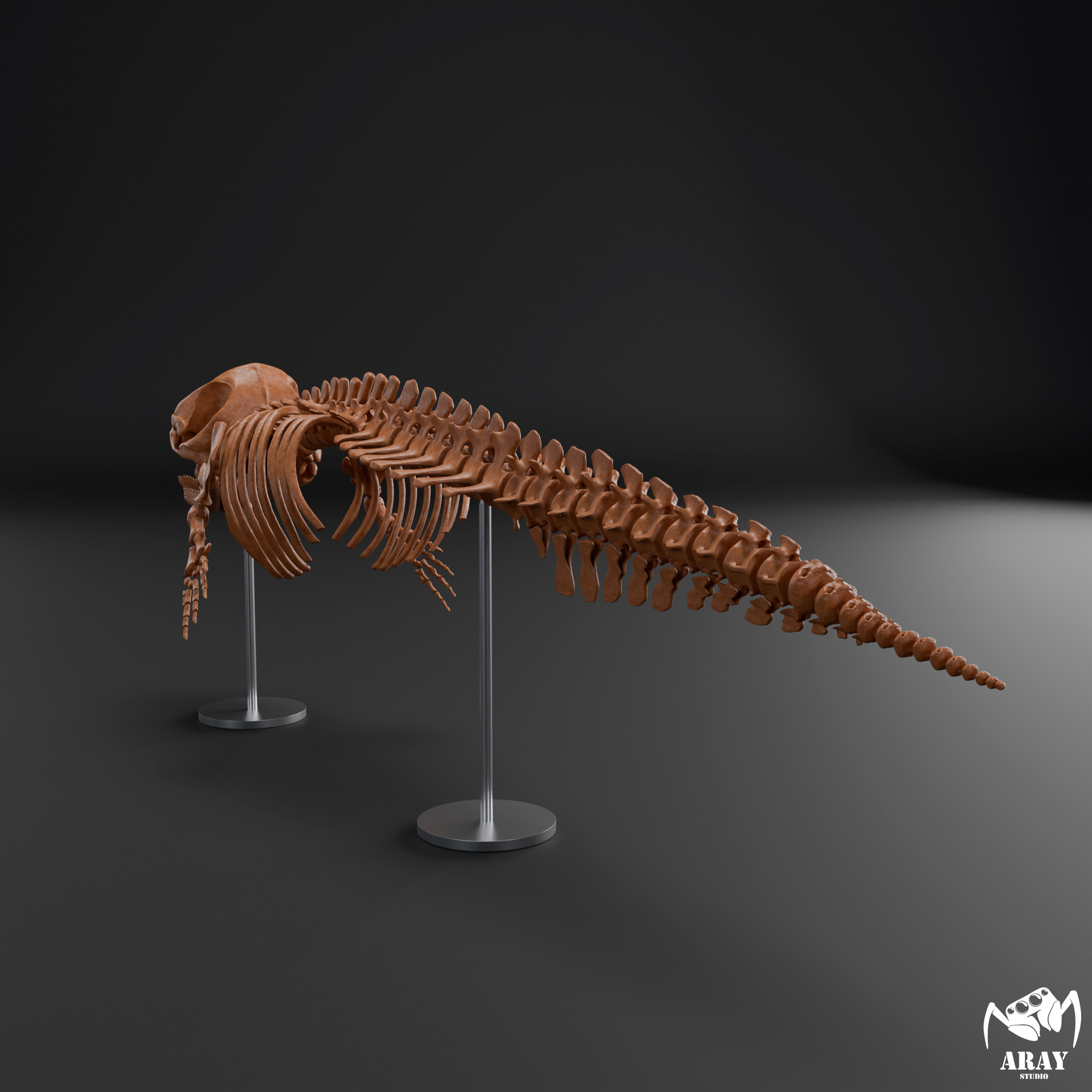 Livyatan melvillei skeleton 3D print model_6