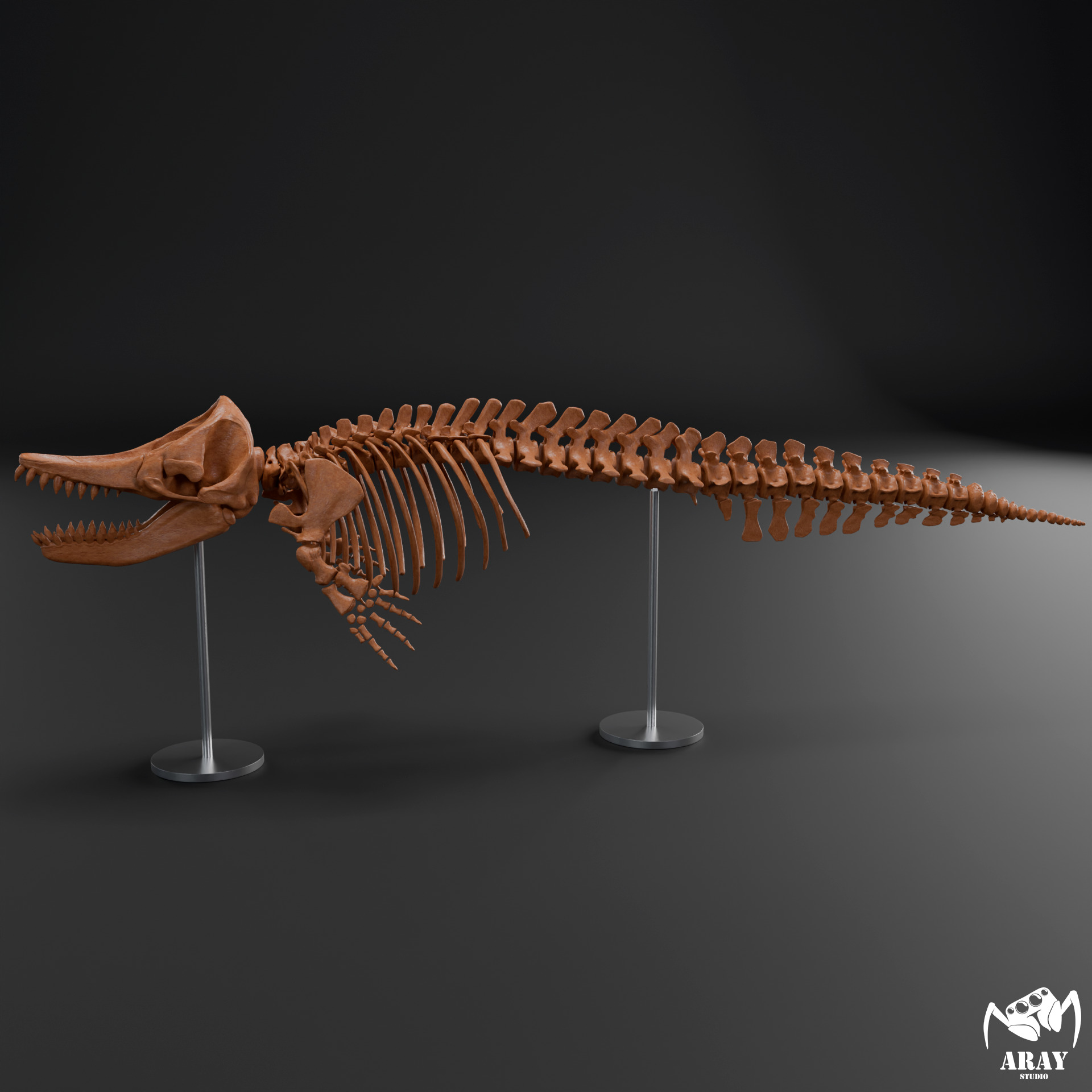Livyatan melvillei skeleton 3D print model_4