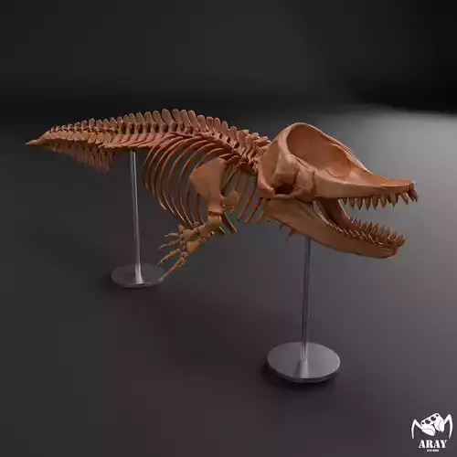 Livyatan melvillei skeleton 3D print model