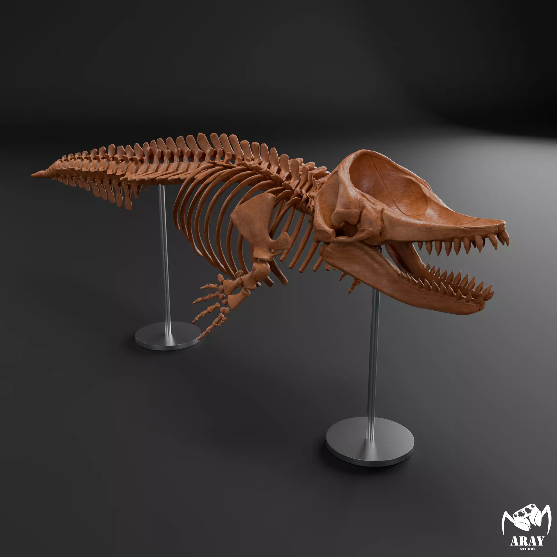 Livyatan melvillei skeleton 3D print model_0