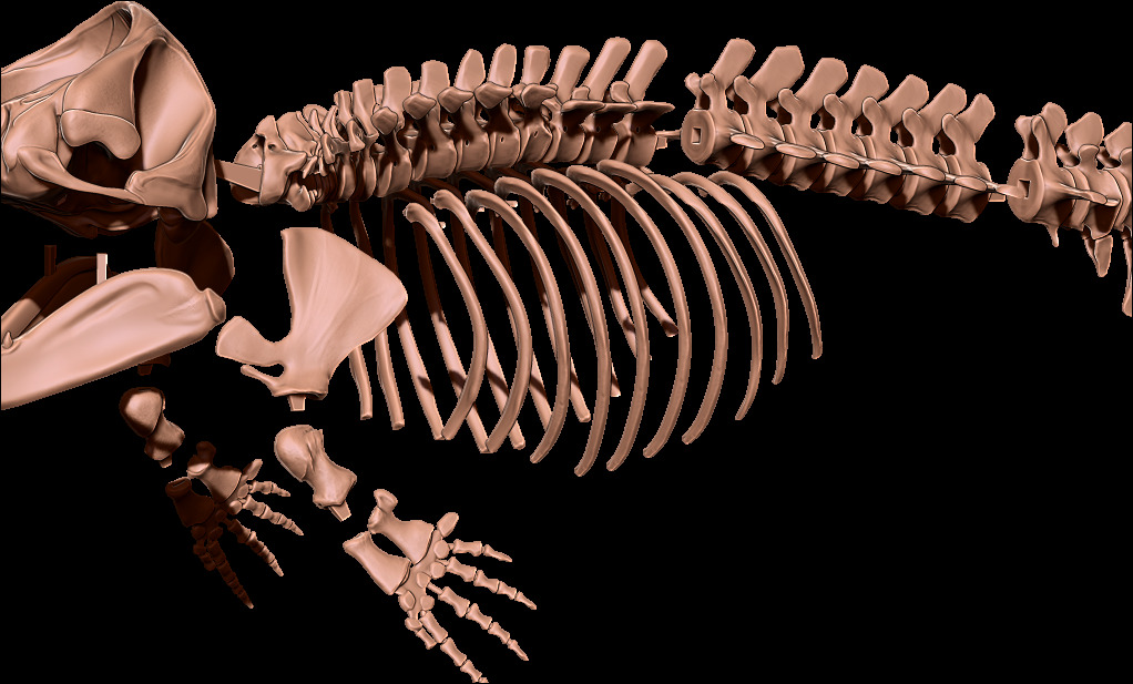 Livyatan melvillei skeleton 3D print model_16