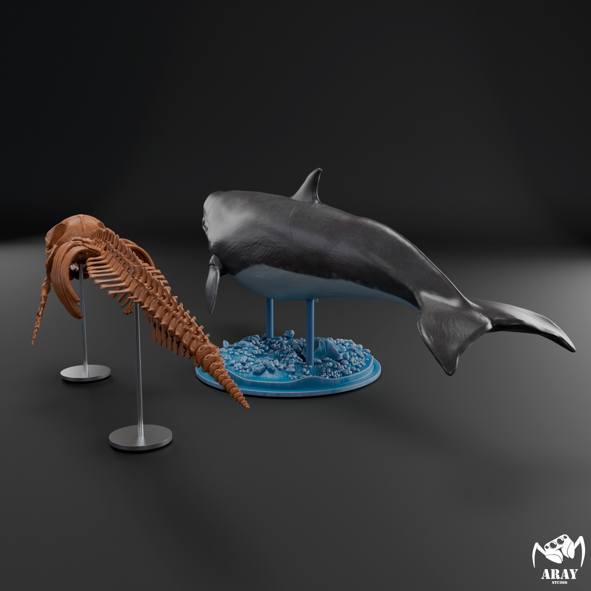 Livyatan melvillei skeleton 3D print model_21