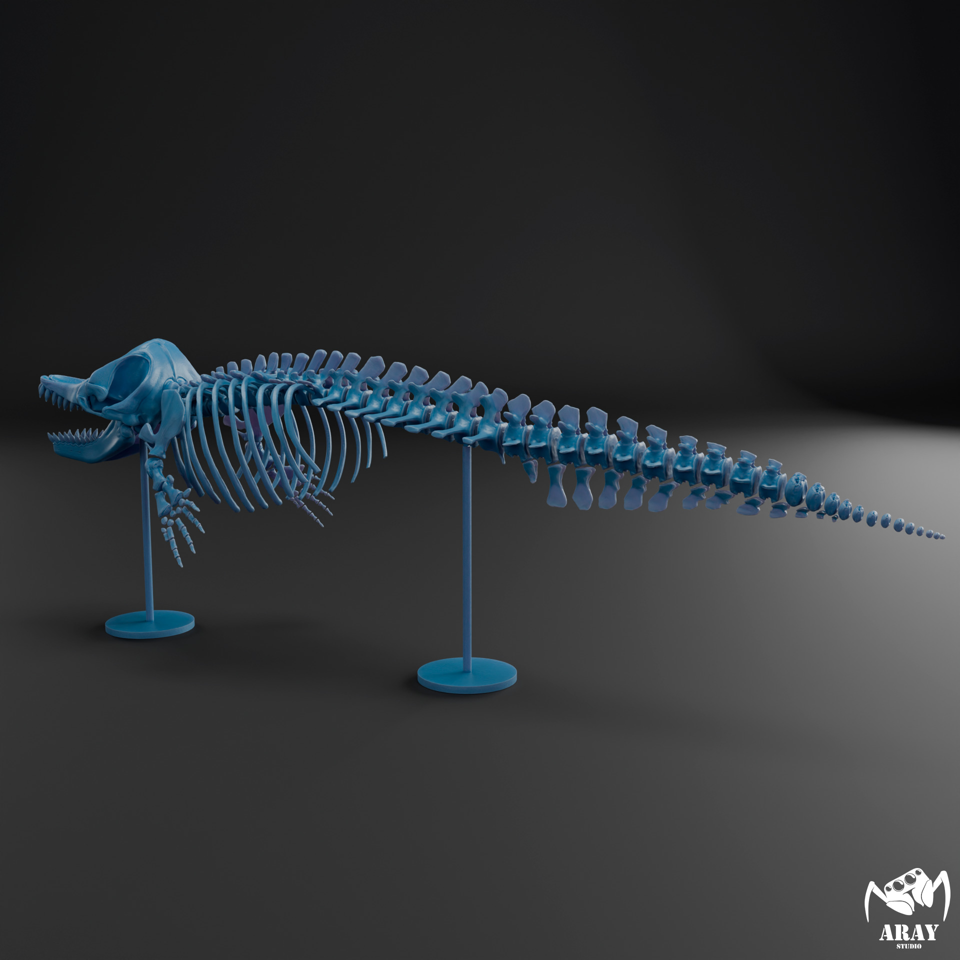 Livyatan melvillei skeleton 3D print model_12