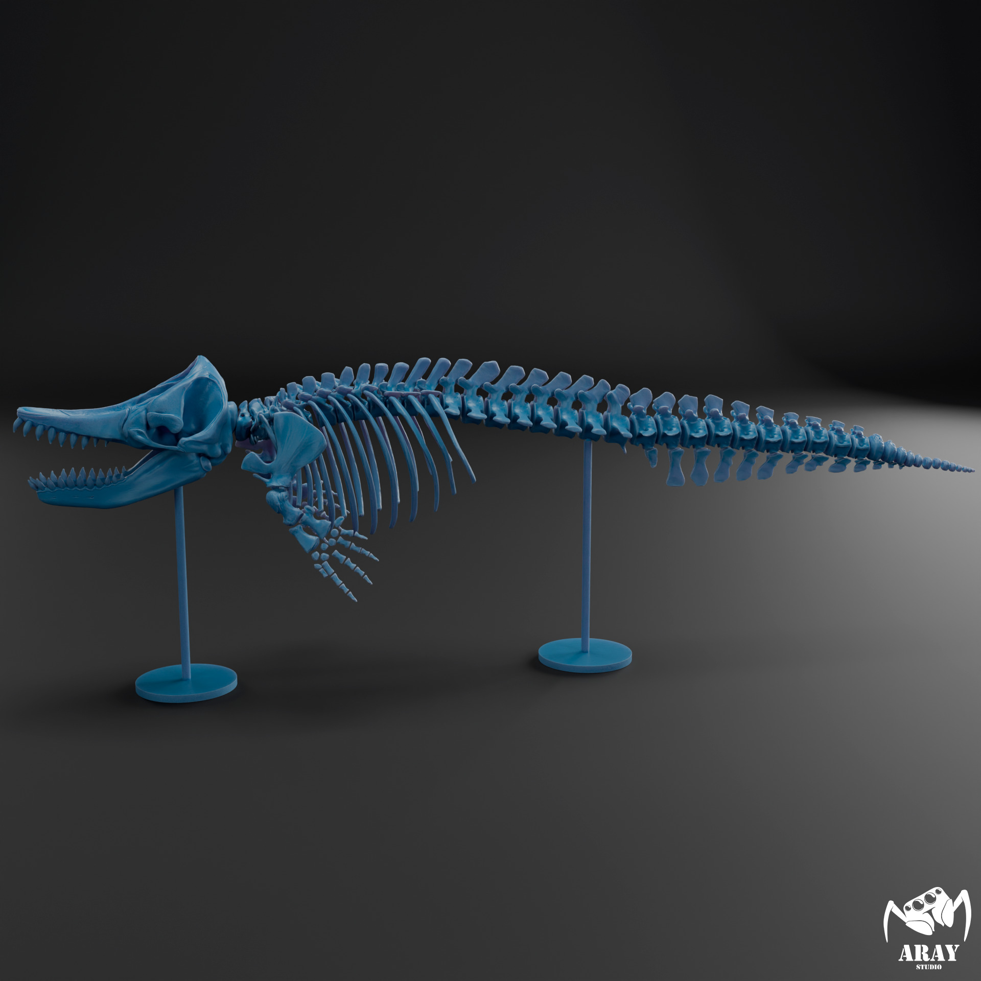 Livyatan melvillei skeleton 3D print model_11